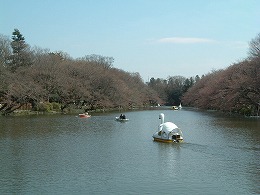 学生の頃、さくら愛好会ってのをやってました