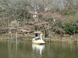 桜ではなく、イベントのさくらをする会